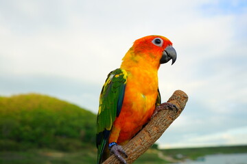 sun conure beautiful colorful bird