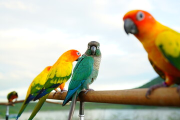 Green cheek and sun conure beautiful