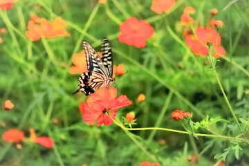 蜜を吸うアゲハ蝶