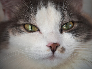 Portrait of a tricolor fluffy cat with yellow eyes