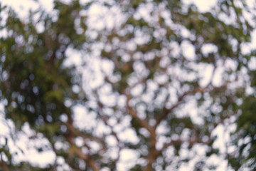 Blur in the garden with large trees, used as a background image of bright nature.