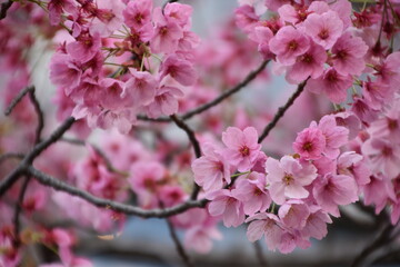 Obraz premium Cherry blossom in Osaka, Japan