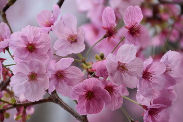 Cherry blossom in Osaka, Japan