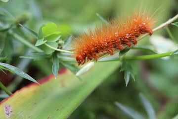 Red hairy caterpillar feeding on leaves