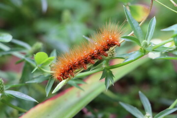 Red hairy caterpillar feeding on leaves