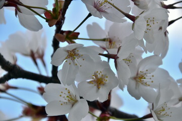 Cherry blossom in Osaka, Japan