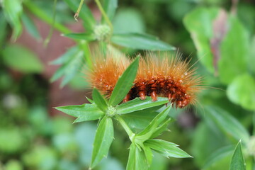 Red hairy caterpillar feeding on leaves
