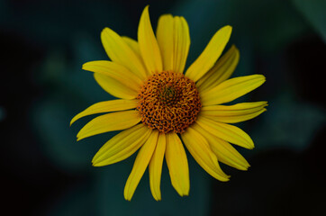yellow daisy blossoming in the garden