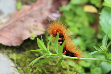 Red hairy caterpillar feeding on leaves