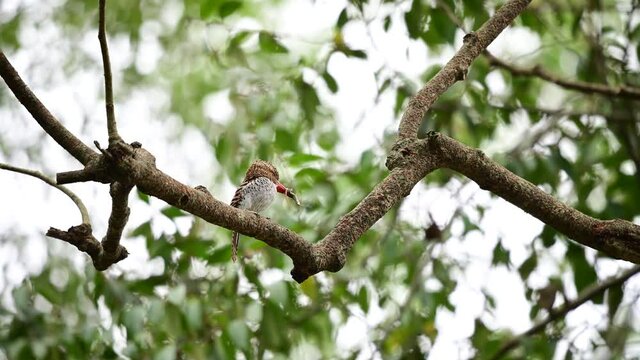 Wlidlife female banded kingfisher caught Chameleon in mouth on branch in Khao yai national park forest in Thailand