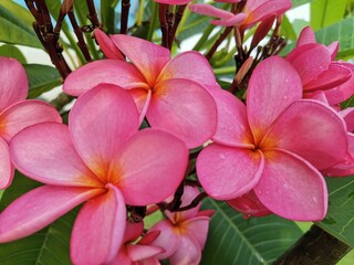 Red Cambodian flowers or Frangipani bloom in the morning at the garden