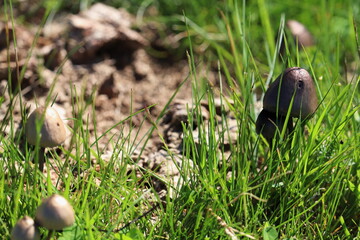 easter eggs in a nest