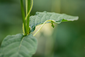 自然の中でこっそりとひっそりと成長している野草たち