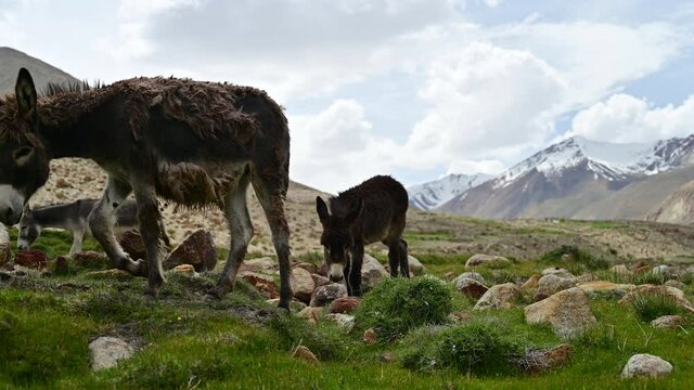 4K footage of Karakoram wildlife donkey family eating grass on mountain in Jammu and Kashmir, India