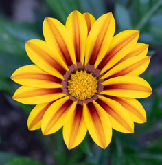 Yellow flower with red stripes closeup