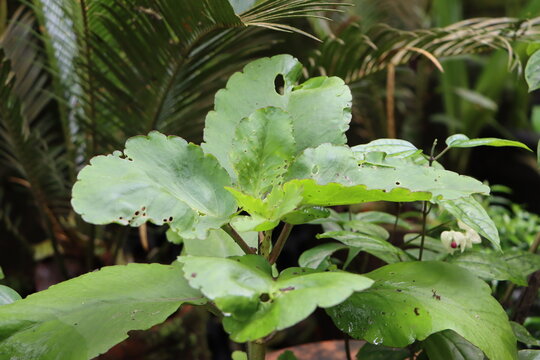 Bryophyllum plant in the garden