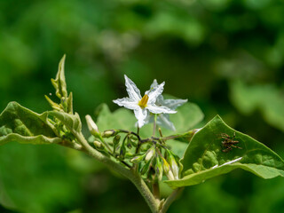 Close up flower of Solanum torvum, Common Asiatic Weed or Turkey berry