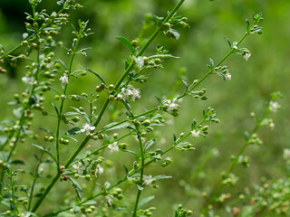 Close up of Scoparia dulcis  Linn plant.