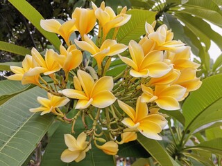 Fototapeta na wymiar A yellow white frangipani flower or bunga kamboja with a background of branches and green leaves