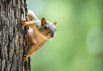 Cute little Eastern Fox squirrel (Sciurus niger) peeking out from behind a tree trunk. Natural green background with copy space.