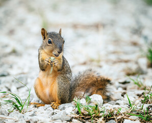 Naklejka na ściany i meble Cute little Eastern Fox squirrel (Sciurus niger) eating grass in the garden