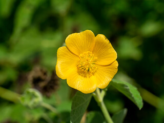 Close up flower of Country mallow plant