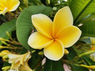 Obraz premium A yellow white frangipani flower or bunga kamboja with a background of branches and green leaves