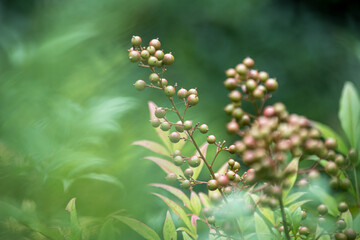 実が鈴なりの南天は喉の薬になる薬用植物です