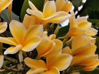 Obraz premium A yellow white frangipani flower or bunga kamboja with a background of branches and green leaves