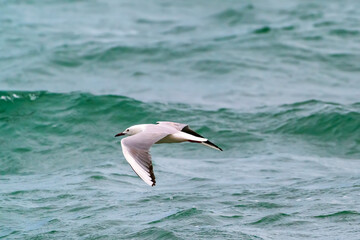 Large seagull bird in flight