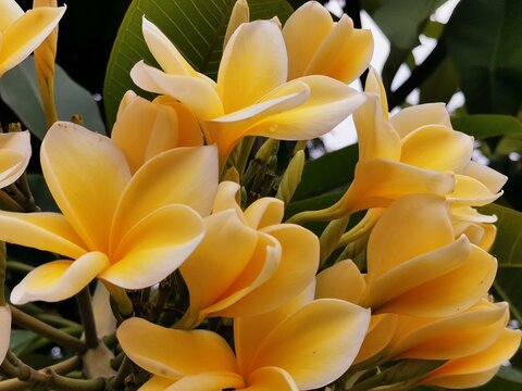 A yellow white frangipani flower or bunga kamboja with a background of branches and green leaves