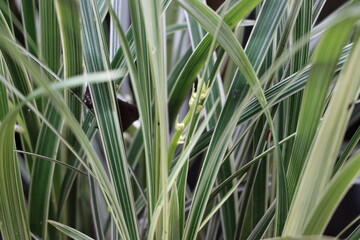 Fototapeta premium Ribbon grass plant in garden
