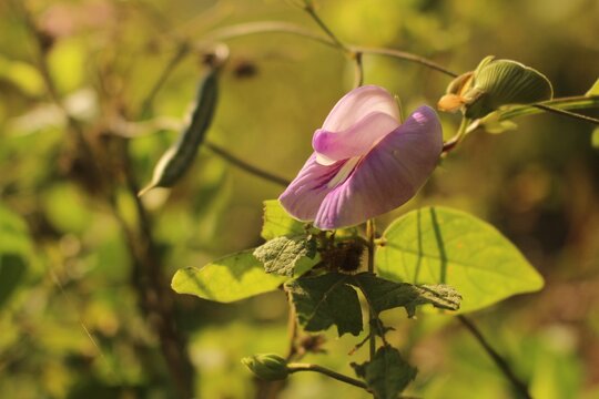 Closeup shot of a single Marsh pea flower growing on the branch