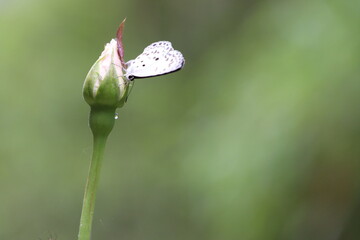 Butterfly on white rose flower bud
