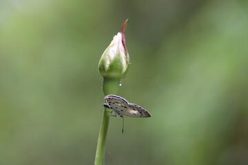 Butterfly on white rose flower bud