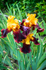 Blooming colorful iris in the garden. Selective focus.