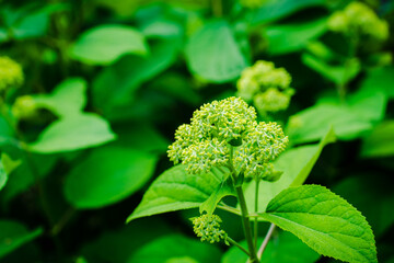 Blooming hydrangea in the garden. Shallow depth of field.
