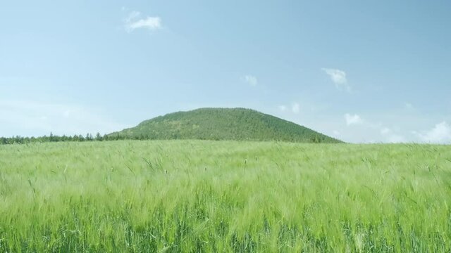 The blue sky and the vast green barley field. Jeju Island.