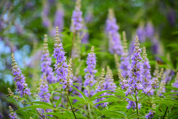 ちょっと珍しい「セイヨウニンジンボク」の花が咲きました