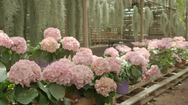 Lined hydrangeas and hanging plants.