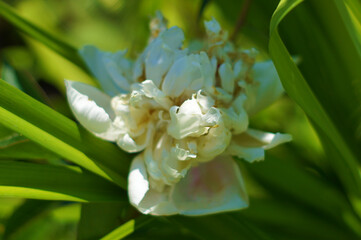 Delicate flowers illuminated by soft morning light.