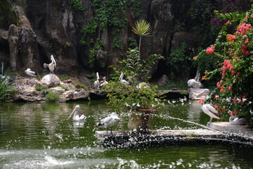 Large white pelicans are animals that live in groups in swamps or shallow lakes, have long beaks and large throat pockets. Breed from southeastern Europe, Asia and Africa