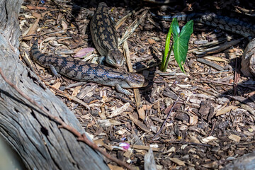 Blue tongue stinks in the wilderness of Virginia Australia