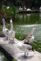 Large white pelicans are animals that live in groups in swamps or shallow lakes, have long beaks and large throat pockets. Breed from southeastern Europe, Asia and Africa