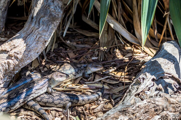 Blue tongue stinks in the wilderness of Virginia Australia
