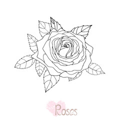 Beautiful black and white rose and leaves. Vector illustration.