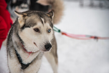 Nahaufnahme von einem Husky in Finnland