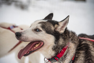 Nahaufnahme von einem Husky in Finnland