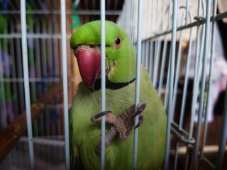 Playful green parrot begs for food