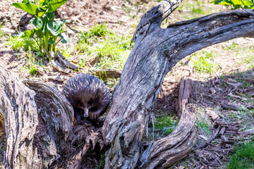 An ant hedgehog in the wilderness of Victoria, Australia.